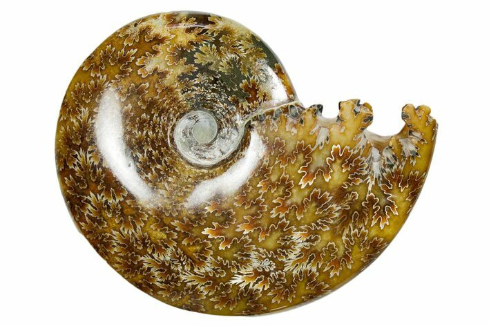Polished Ammonite (Cleoniceras) Fossil - Madagascar #352370
